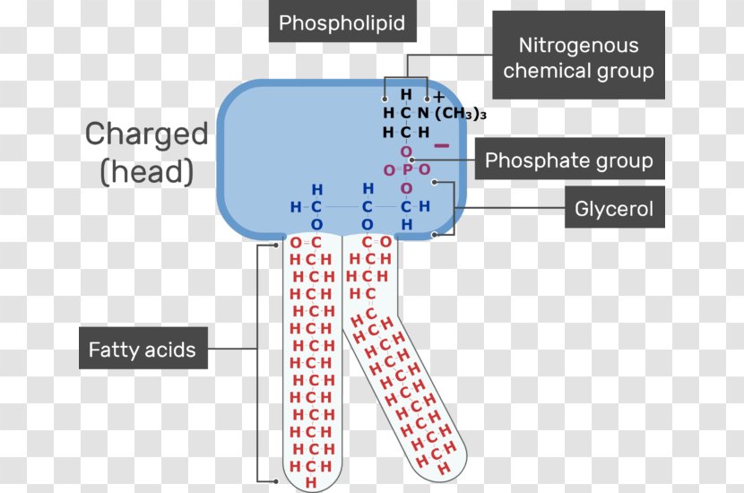 Lipid Bilayer Phospholipid Membrane Lipids Cell - Silhouette - Chemical Polarity Transparent PNG