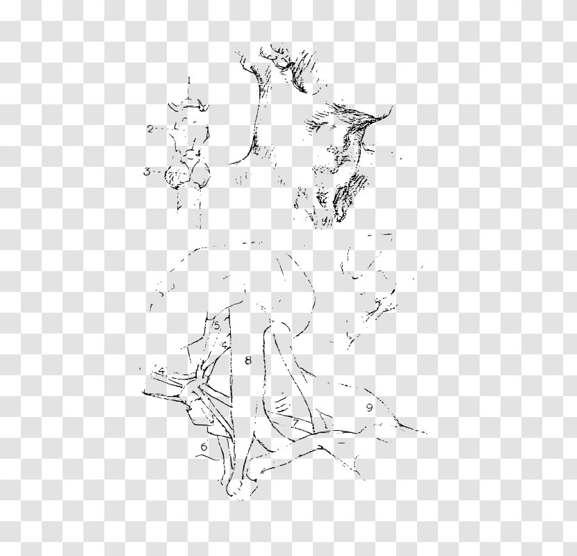 Visual Arts Drawing Line Art Sketch - Wing - Area Transparent PNG