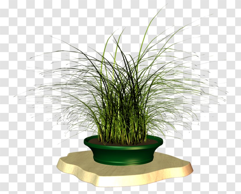 Flowerpot Grasses Houseplant Herb Family - Grass - Plant Transparent PNG