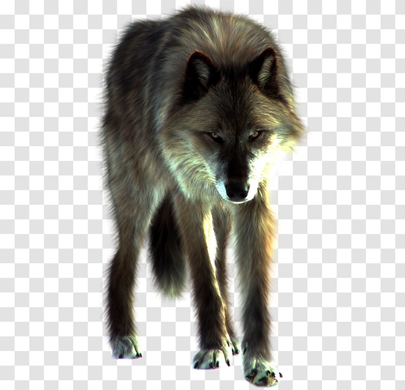 Red Fox White Fang Dog Panthera - Snout - LObo Transparent PNG