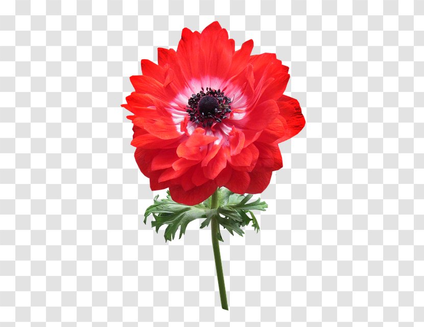 Cut Flowers Image Anemone Tsvetomag - Public Domain - Flower Transparent PNG