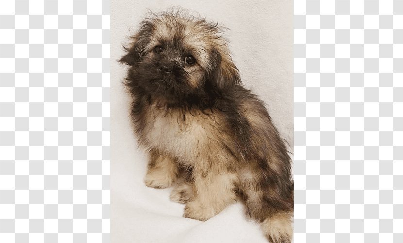 Tibetan Spaniel Shih Tzu Little Lion Dog Havanese Bolonka - Puppy Transparent PNG