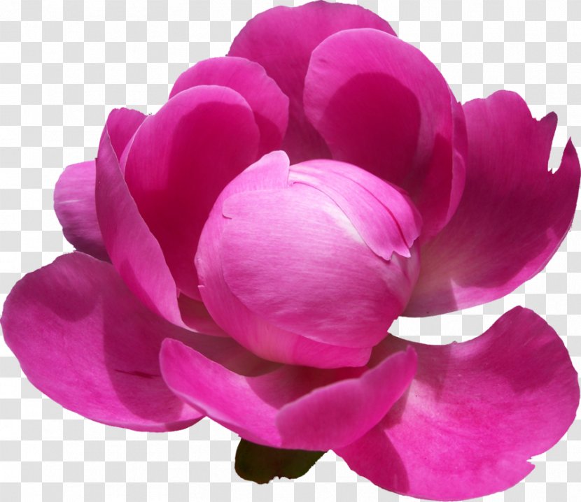 Centifolia Roses Peony Flower - Rose Family - Peonies Pic Transparent PNG