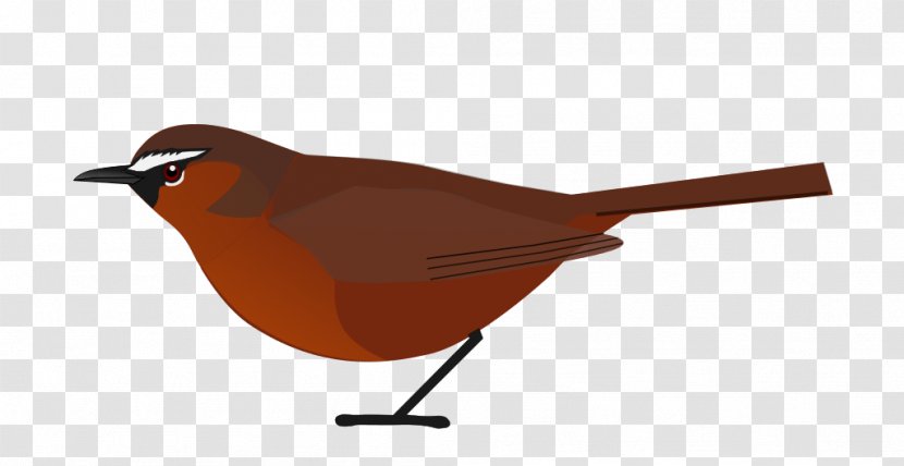 தமிழ்நாட்டின் உயிரினங்கள் European Robin Bird Nilgiris District Nilgiri Tahr - Wing Transparent PNG