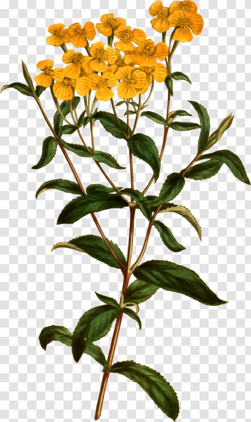 Tagetes Lucida Plant Flower Tarragon Herb Transparent PNG