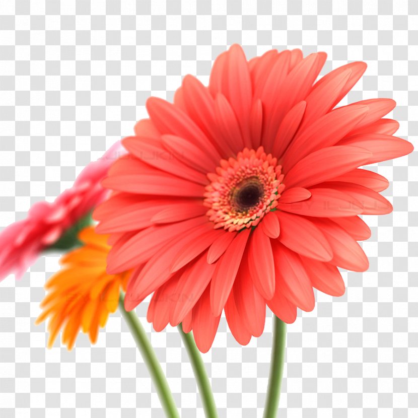 Gerbera Jamesonii Flower Clip Art - Daisy Family - Transparent Image Transparent PNG