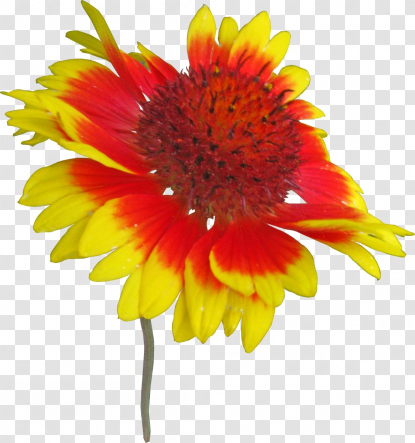 Blanket Flowers Digital Image Adobe Photoshop - Orange - Gaillardia Mesa Jaune Transparent PNG