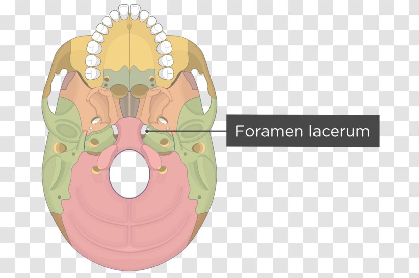 Pterygoid Processes Of The Sphenoid Hamulus Medial Muscle Lateral Skull - Watercolor Transparent PNG