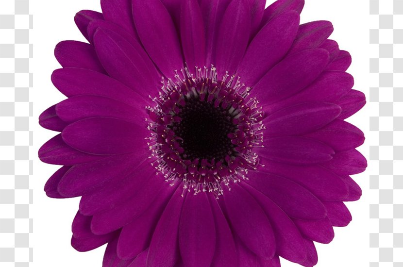 Transvaal Daisy Perri Farms Wholesale Aalsmeer Flower Auction - Flowering Plant - Gerbera Transparent PNG