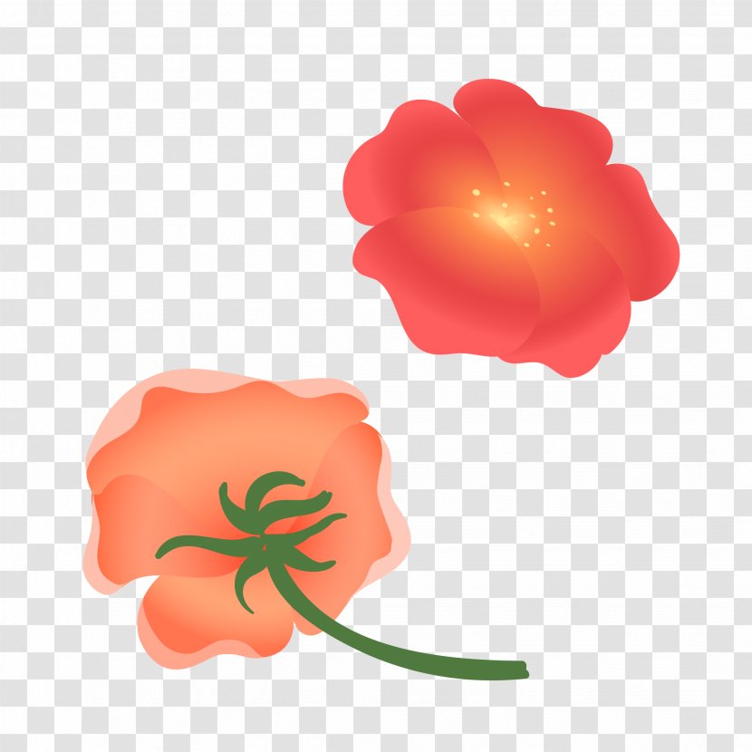 Image Graphic Design Watercolor Painting Download - Taraxacum Platycarpum - Beautiful Flowers Transparent PNG