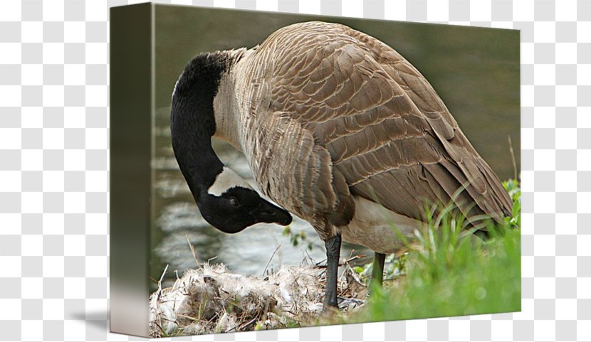 Goose Feather Beak Wildlife Terrestrial Animal - Mother Transparent PNG