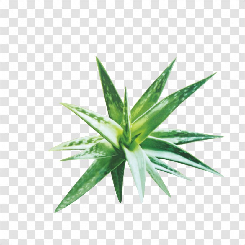 Aloe Vera Euclidean Vector Plant - Grass Transparent PNG