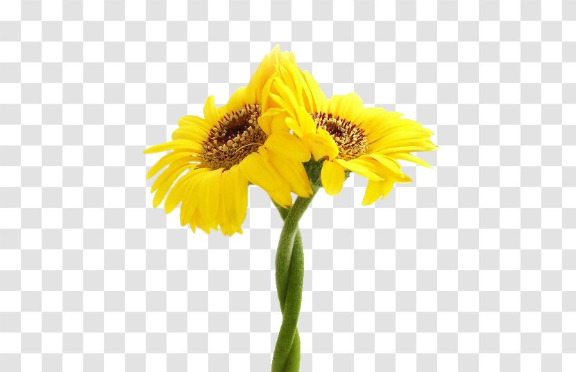 Common Sunflower Yellow NEONAKIS EVANGELOS - White - SURGEONATHENS WhiteLittle Transparent PNG