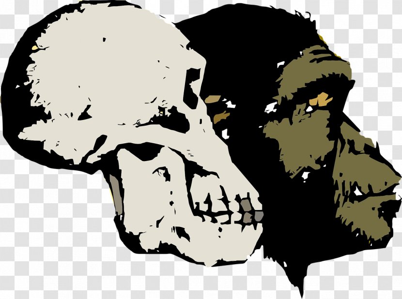 Evolution As Fact And Theory Homo Sapiens Human - Jaw - Orangutan Transparent PNG