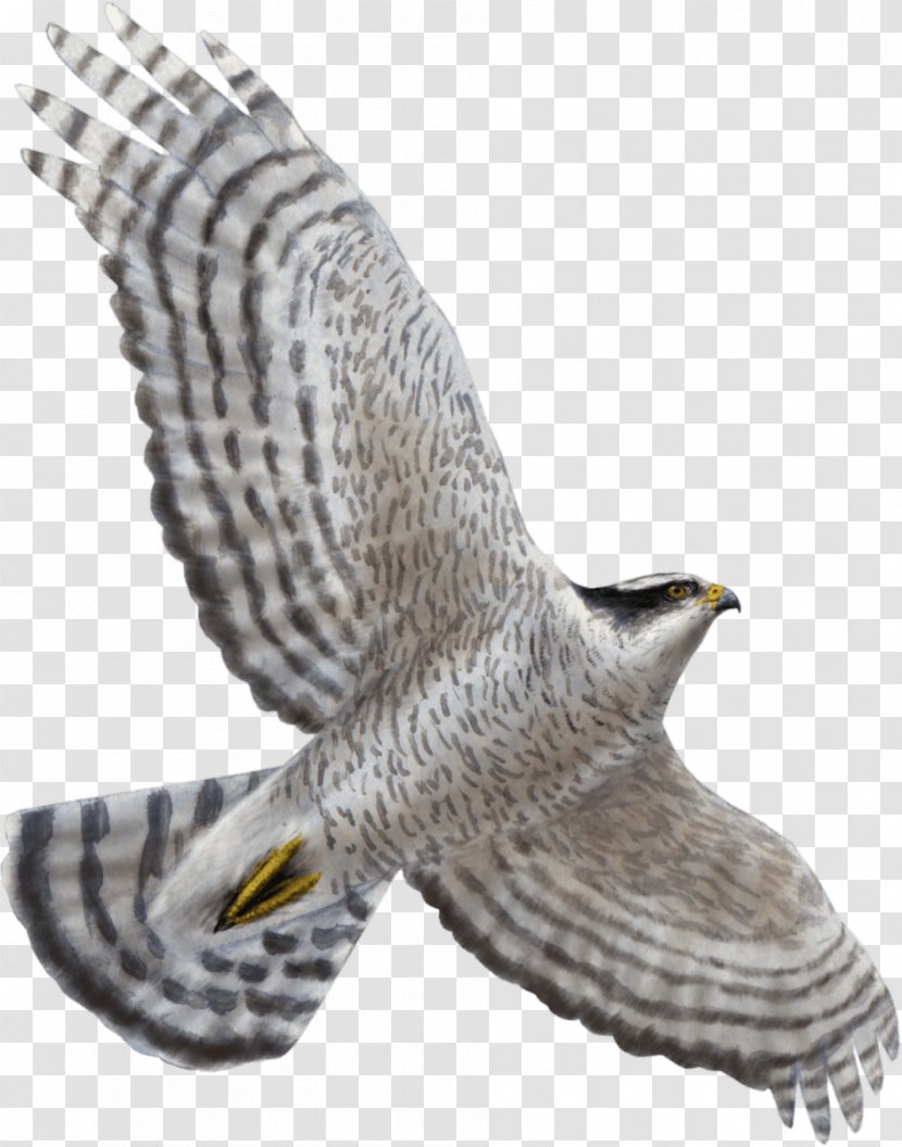 Northern Goshawk Bird Of Prey Flight Eagle Transparent PNG