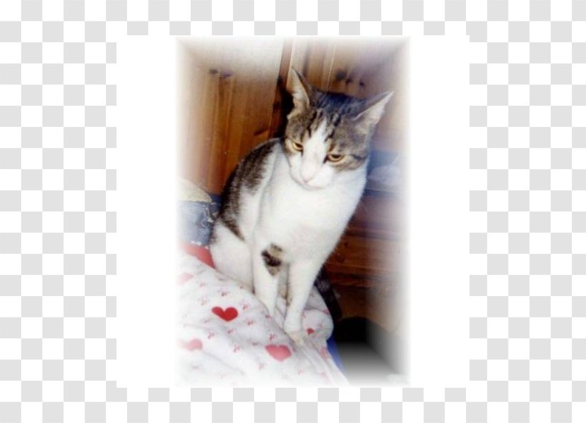 Whiskers Aegean Cat Norwegian Forest Kitten Domestic Short-haired Transparent PNG