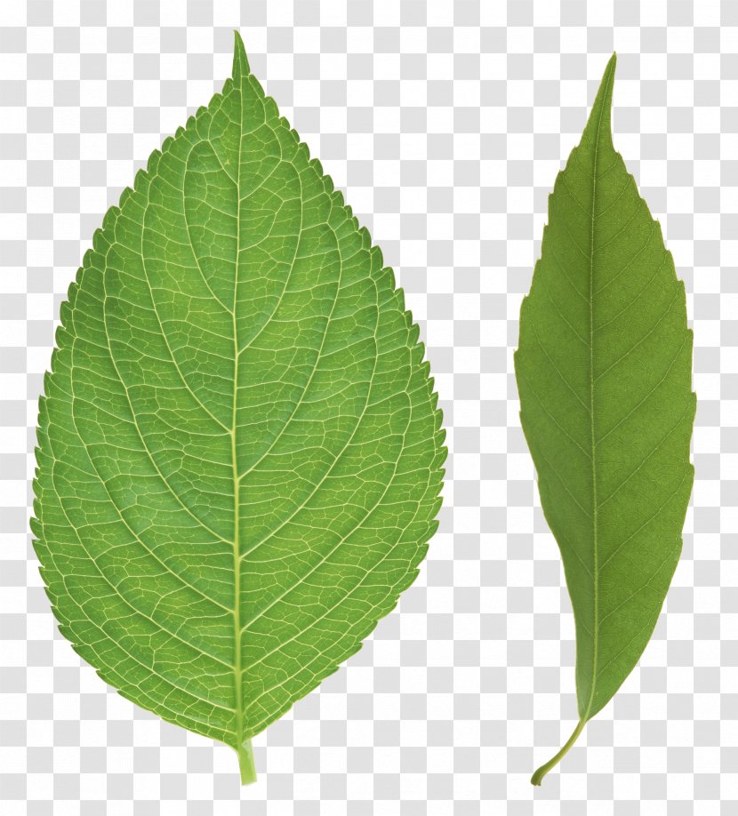 Leaf Clip Art - Clipping Path - Green Transparent PNG
