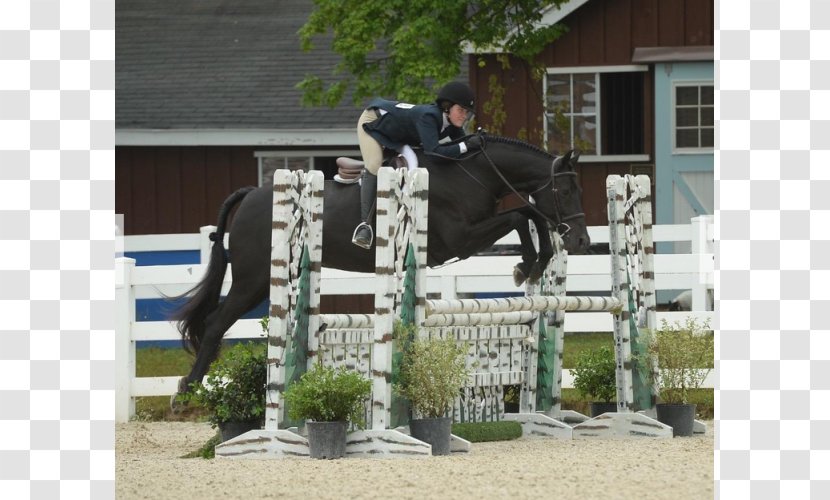 Show Jumping Stallion Horse Hunt Seat Mare Transparent PNG