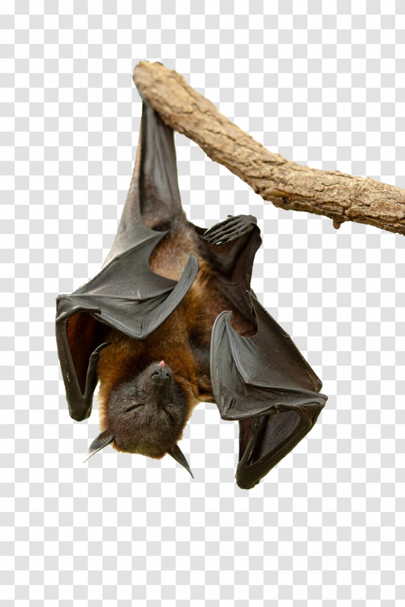 BAT-M Snout - Mammal - Flying Fox Transparent PNG