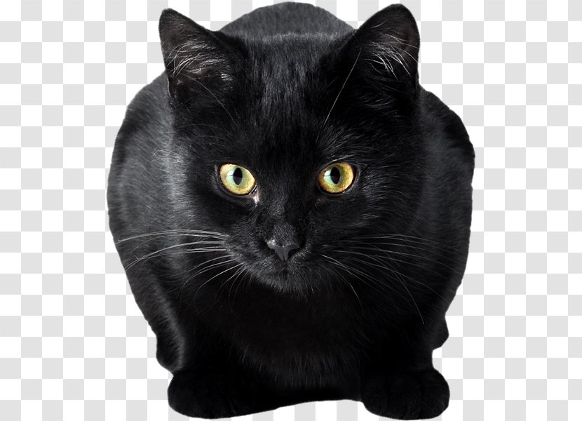 Bendy And The Ink Machine Chartreux Domestic Short-haired Cat Game Whiskers - Red Velvet Cake - Black Transparent PNG