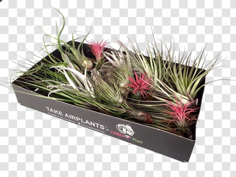 Tillandsia Grasses Flowerpot Plant Glass - Air Transparent PNG