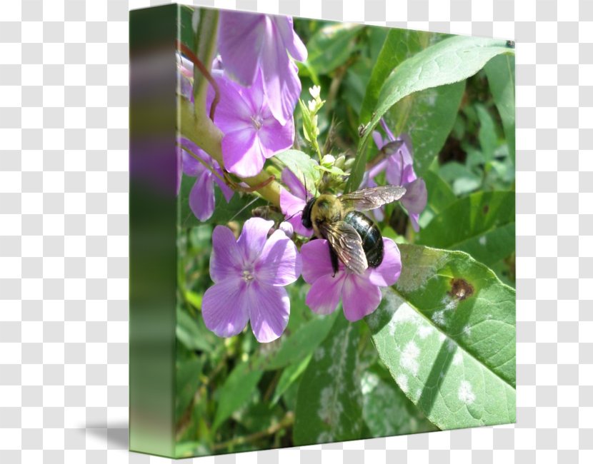 Honey Bee Nectar Flower Transparent PNG