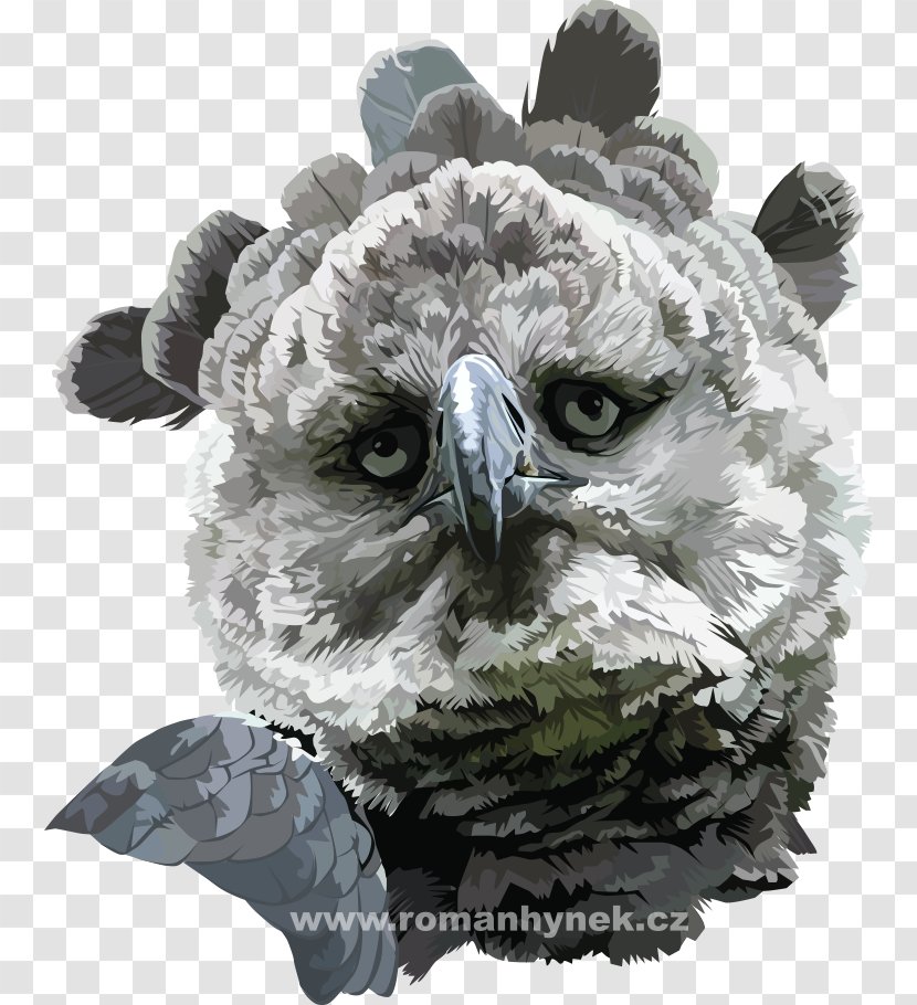 Owl Beak Snout Transparent PNG