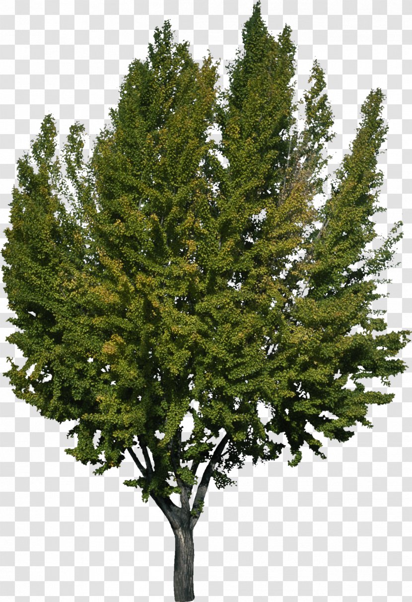 Tree Woody Plant Spruce Pine - Branch - Bush Transparent PNG