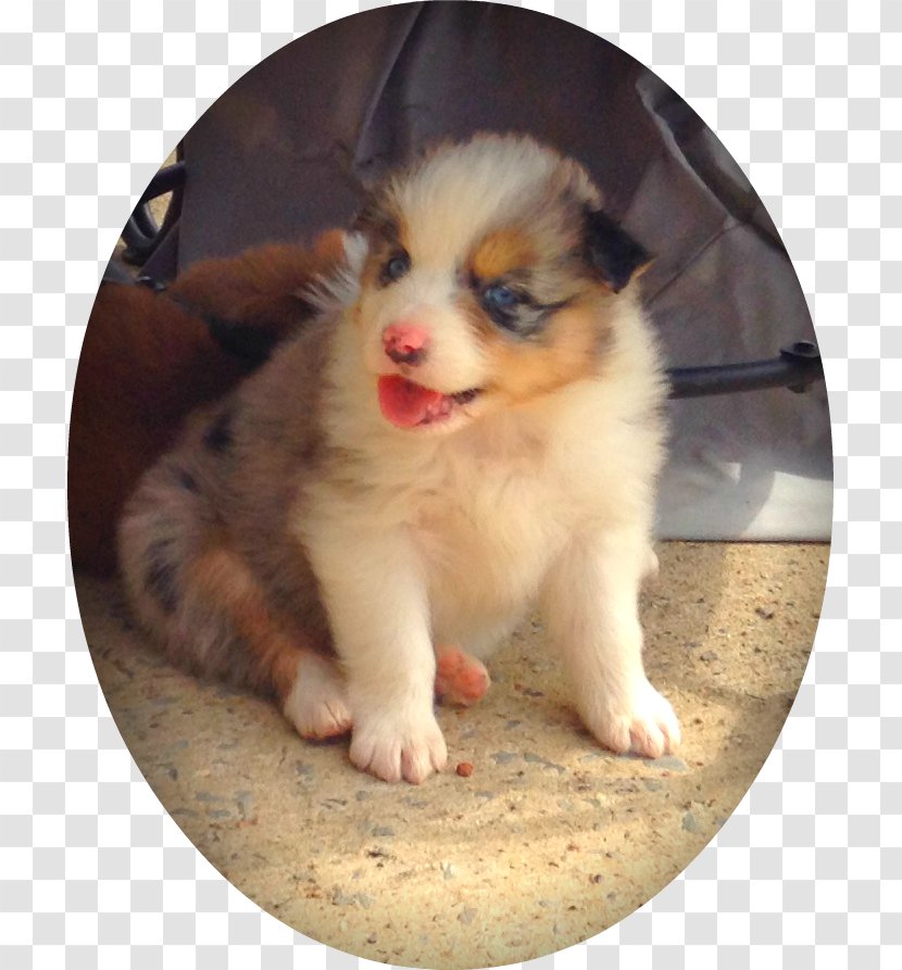 Australian Shepherd Dog Breed Miniature American Puppy Icelandic Sheepdog - Blue Merle Aussies Transparent PNG