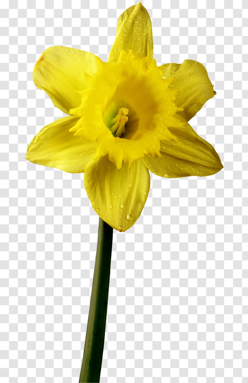 Flower Daffodil Petal Plant Stem Clip Art - Quotation - Narcissus Transparent PNG