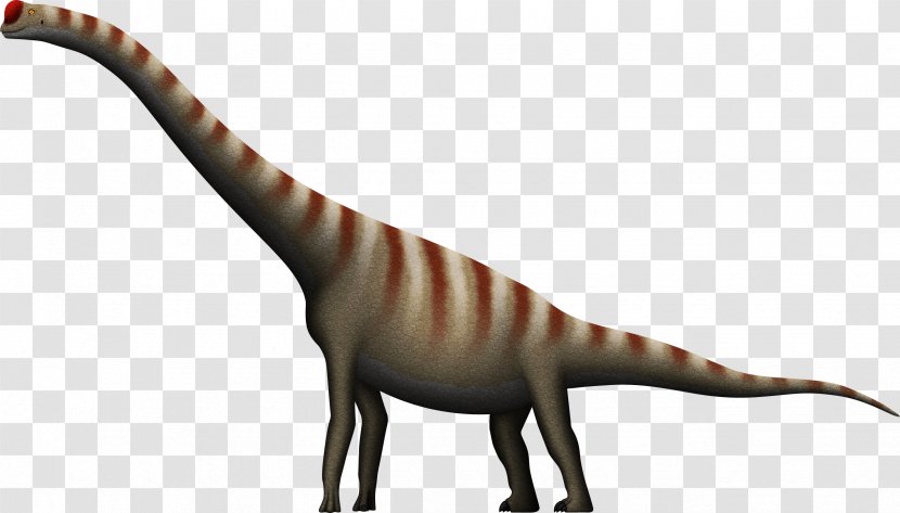 Velociraptor Brachiosaurus Daanosaurus Tyrannosaurus Allosaurus - Dinosaur Transparent PNG