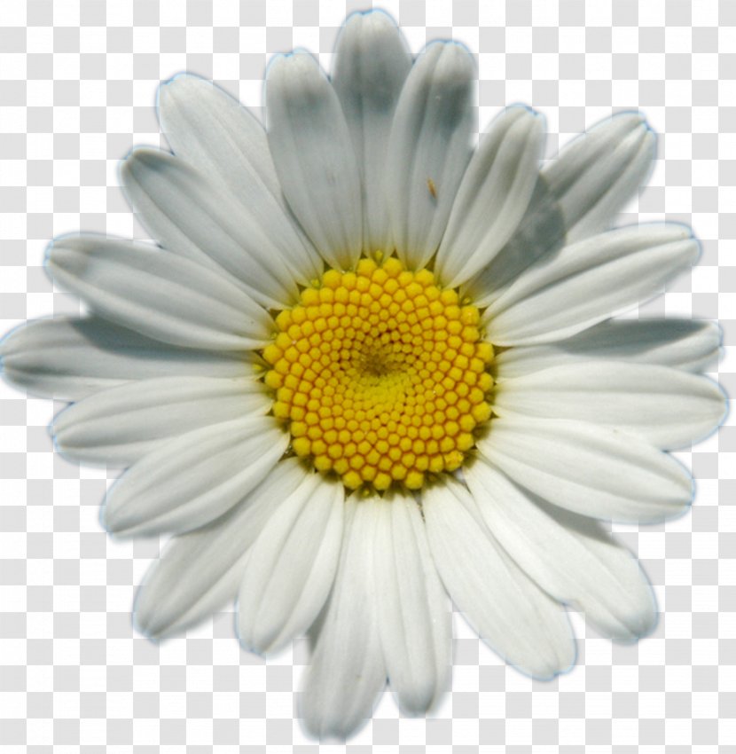Common Daisy Chain Flower Clip Art - Photography - Chamomile Transparent PNG