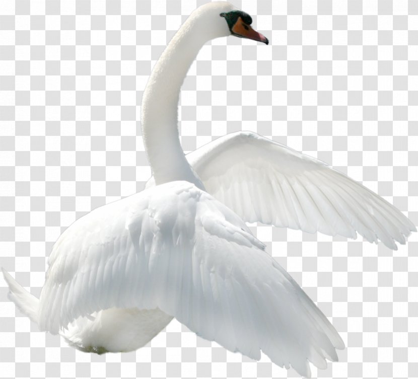 Bird Black Swan Whooper - Beak Transparent PNG