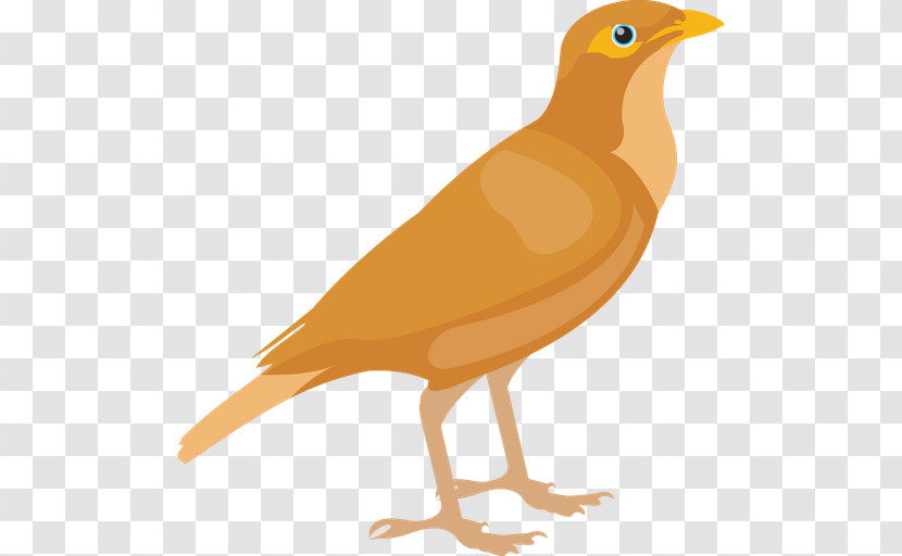 Bird Beak Songbird Atlantic Canary Perching Bird Transparent PNG