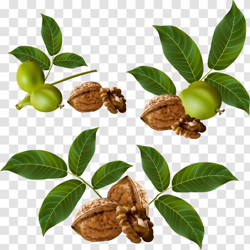 Walnut Mixed Nuts Euclidean Vector - Tree Transparent PNG