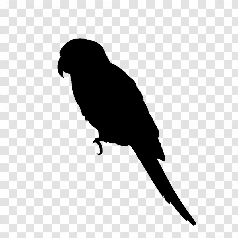 Macaw Budgerigar Lovebird Parakeet - Loriini - Trichoglossus Transparent PNG