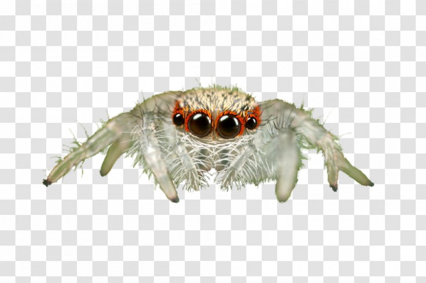 Jumping Spider Animal Infant Art - Organism Transparent PNG