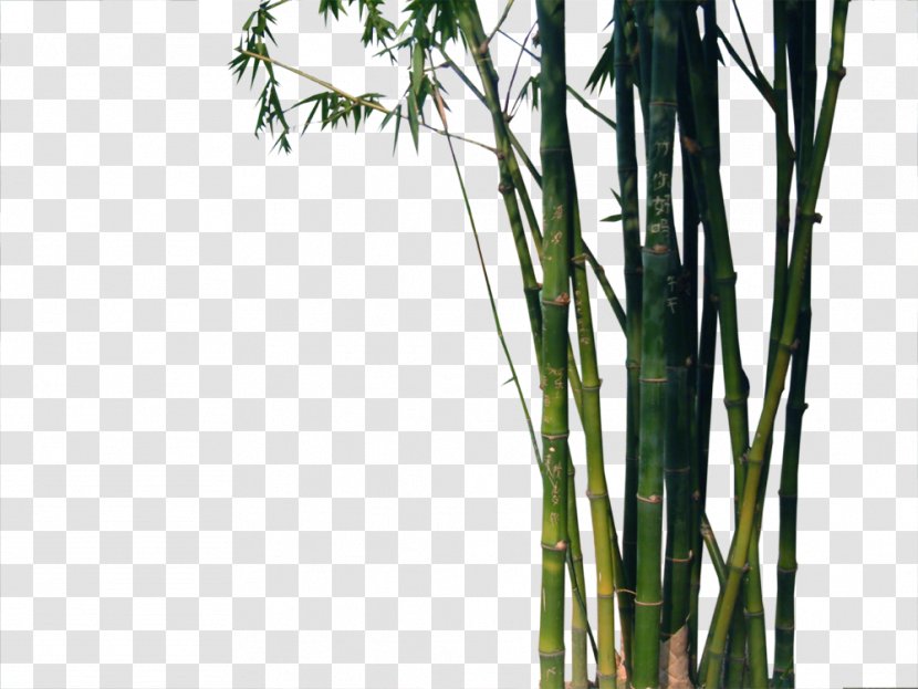 Bamboo Euclidean Vector Bambu-chinxeas - Grass Family Transparent PNG