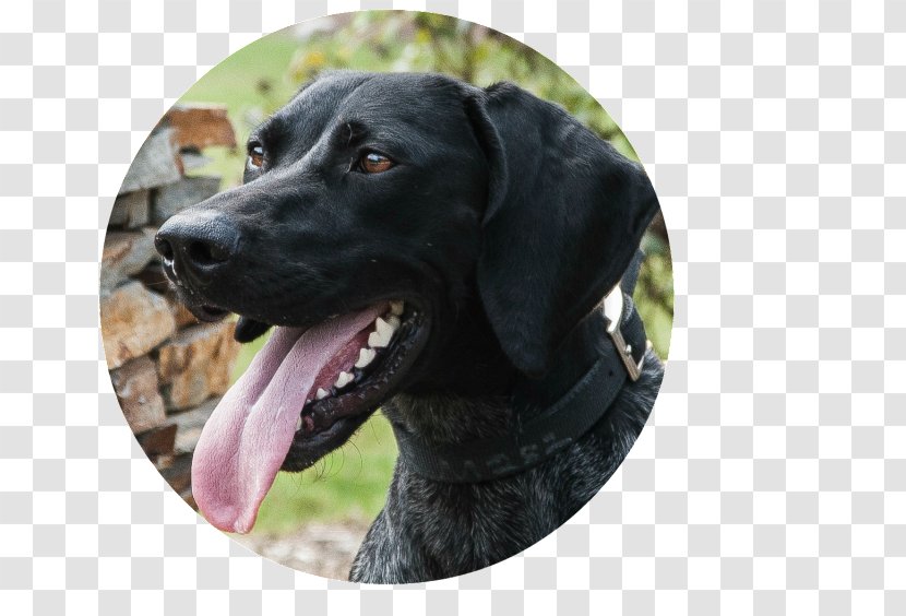 Labrador Retriever Plott Hound Dog Breed Snout - Like Mammal - Highland Canine Training Tampa Clearwater Transparent PNG