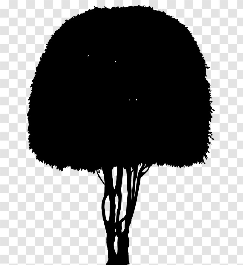 Tree Silhouette Sky Black M - Plant Transparent PNG