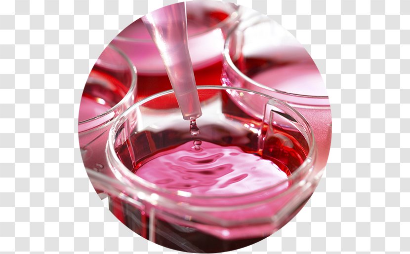 Research Science Chemistry Learning Patient - Red Wine Transparent PNG