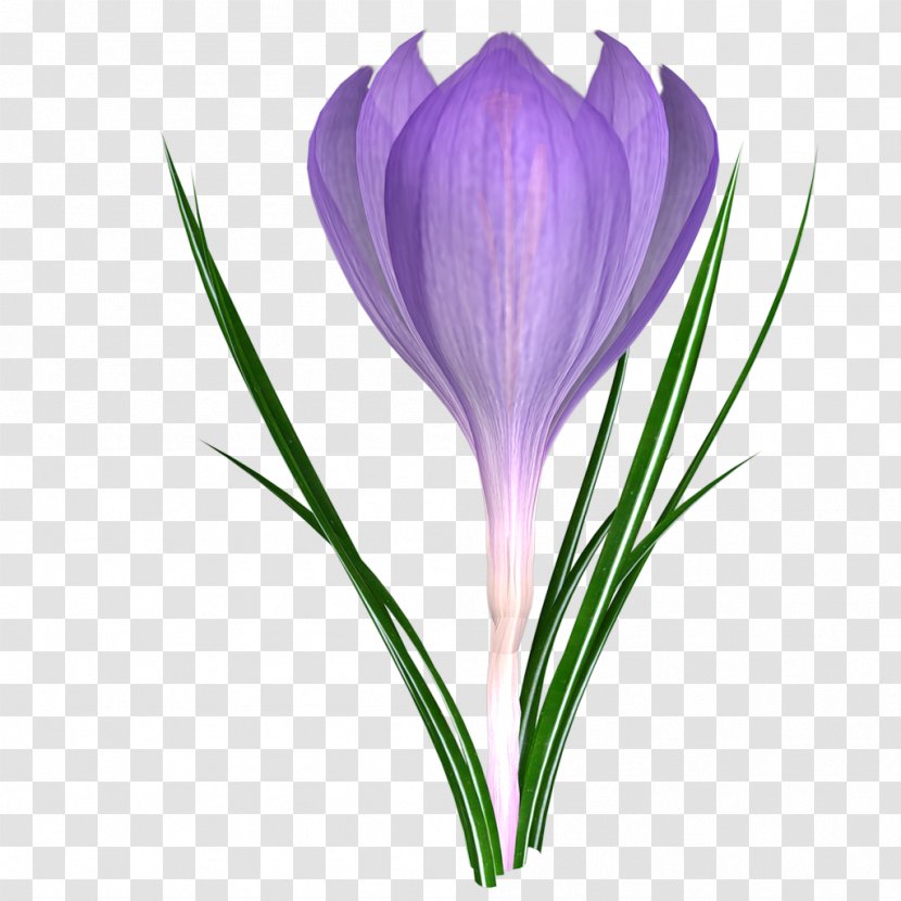 Cut Flowers 2018 BRAVO! Flowering Plant Stem - Pine - Tulip Transparent PNG