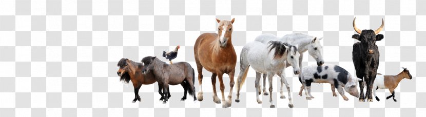 Sheep Cattle Stock Photography Goat Farm Transparent PNG