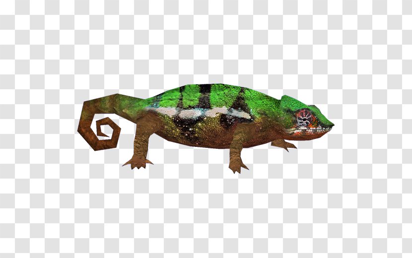 Reptile Lizard Chameleons Gecko Common Iguanas - Organism - Chameleon Transparent PNG
