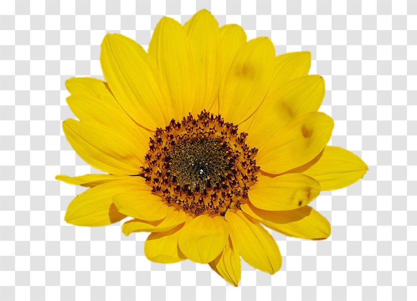 Common Sunflower Clip Art - Chrysanths - Flower Transparent PNG
