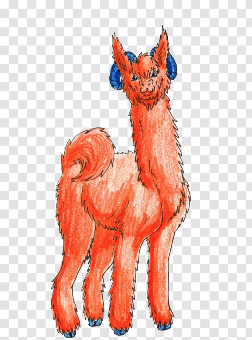 Cat Llama Mammal Canidae Horse - Heart - Suri Alpaca Transparent PNG