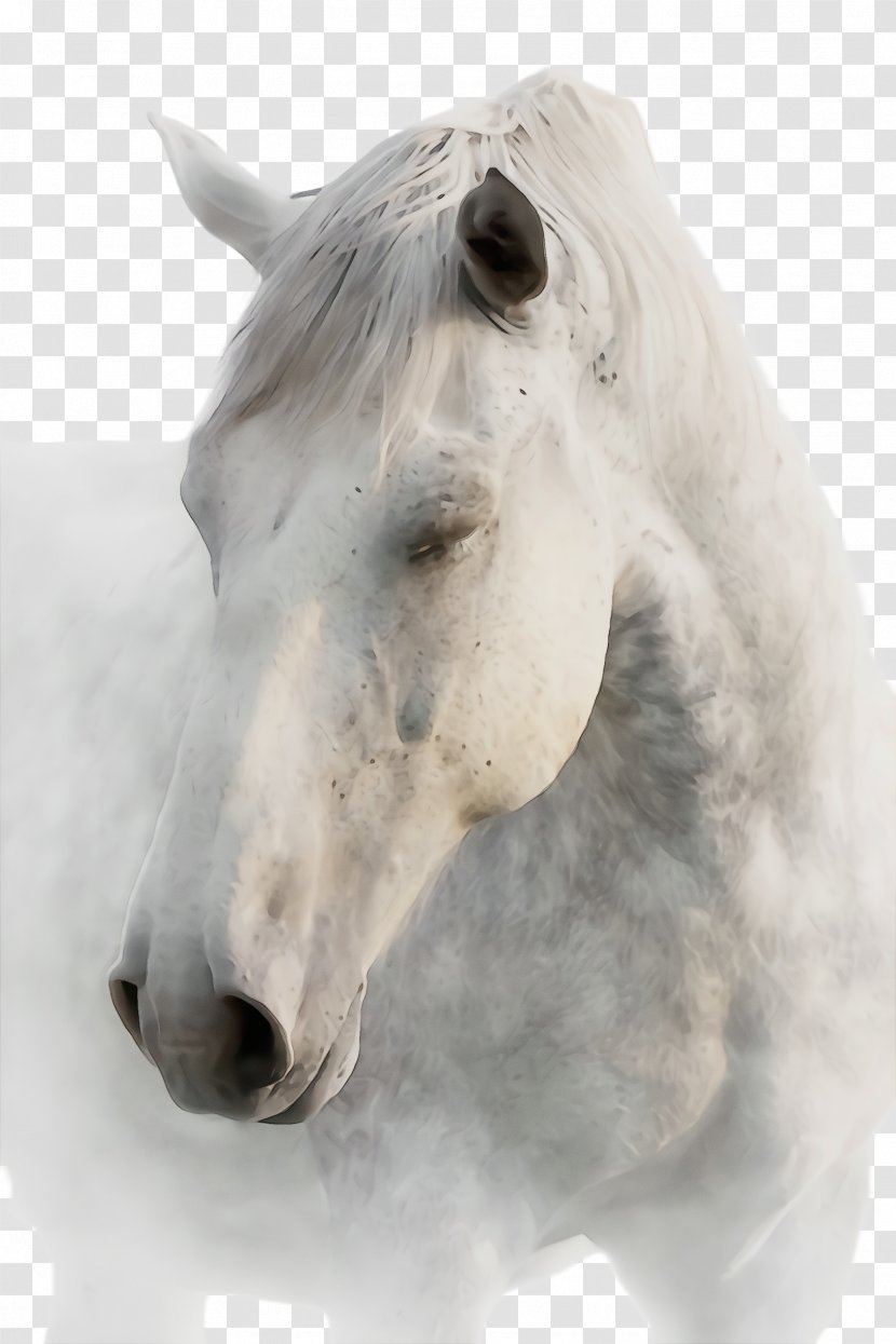Horse White Mane Nose Snout - Stallion Mare Transparent PNG