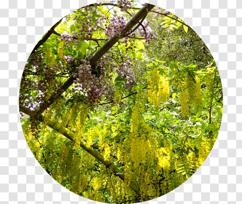 Vegetation Tree Forest Biome Ecosystem - Wisteria Transparent PNG