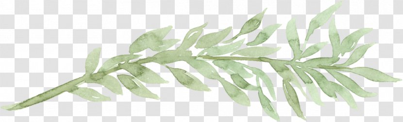 Watercolor Painting Gum Trees Leaf - Set Transparent PNG