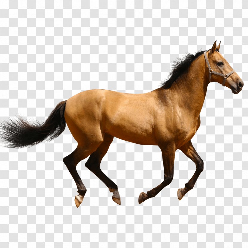 Mare American Quarter Horse Standing Clip Art - Bit - Arabian Transparent PNG
